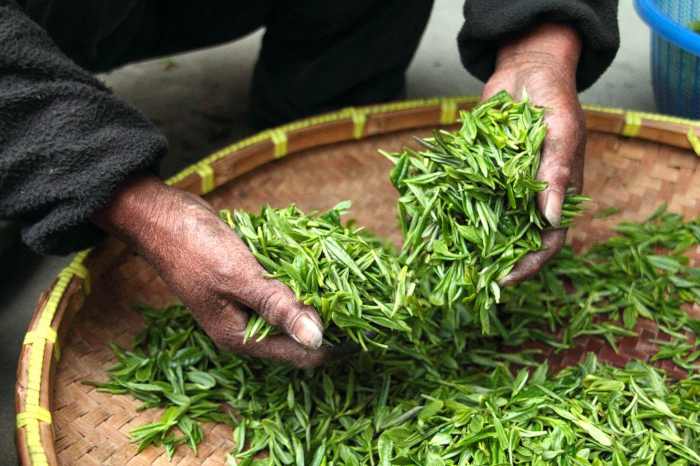 Beneficios y propiedades del té