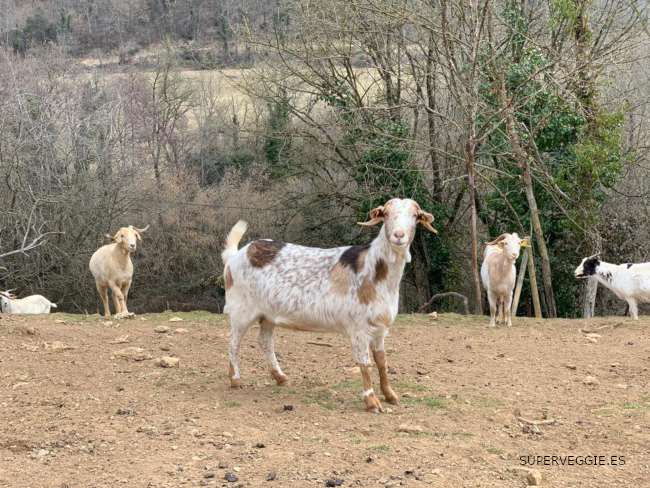 Cabras del Santuario Gaia